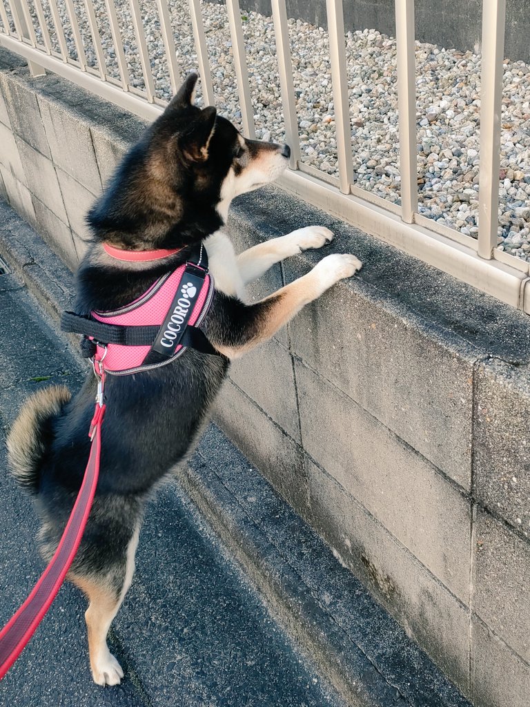 立つ犬 Twitter Search Twitter