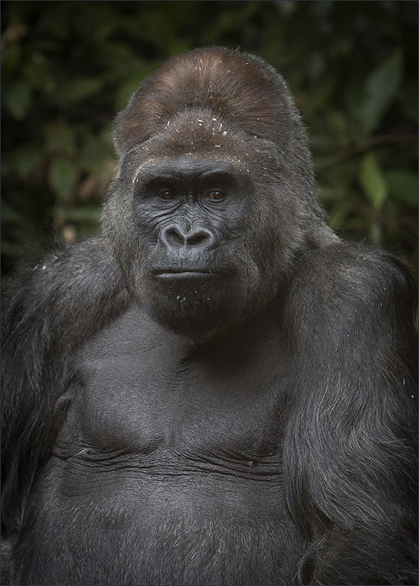 We are thrilled to announce that the Board of Directors of the Toronto Zoo Wildlife Conservancy has approved a commitment of $250,000 over ten years to support gorilla conservation and survival in the wild. 🌿🦍