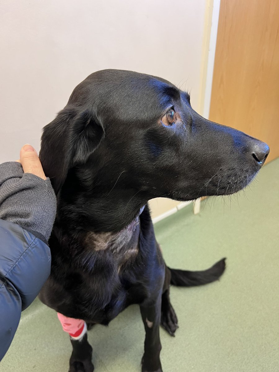 I’ll spare you the really gory pics but thanks to an angry muntjac my #run1000 is on hold. V poorly, sewn-back-together-in-lots-of-places dog means I’m housebound for a while &amp; no more running. Once she’s better we’ll finish our miles, even if it’s after the end of Jan!