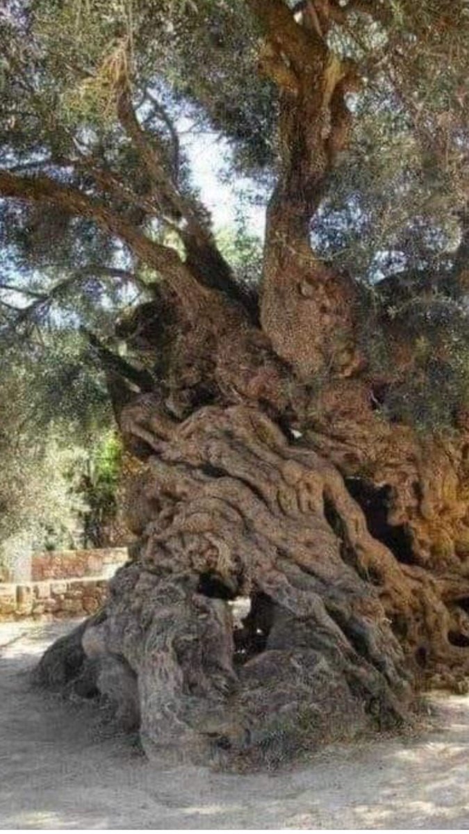 Se calcula que tiene 3000 años.