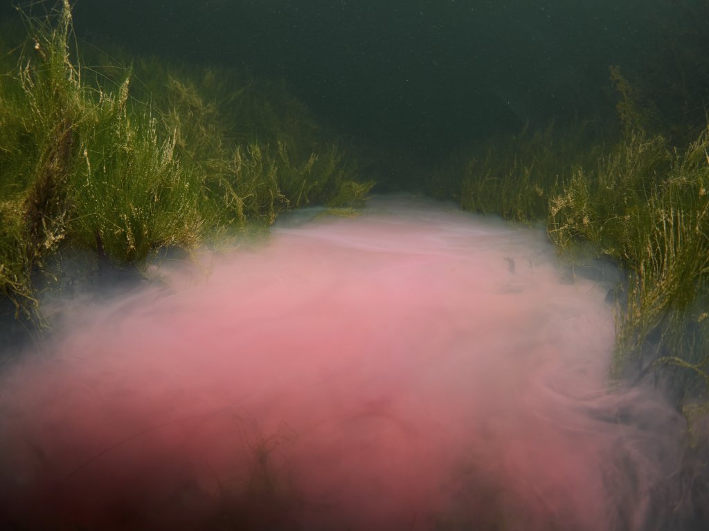 apb_lab's tweet photo. This beautiful picture of purple bacteria was taken by Jan Kepič during his free-dive in lake Milada, Czechia. For more pictures see https://t.co/R1d8eO8RxZ https://t.co/8gOc23nhuc