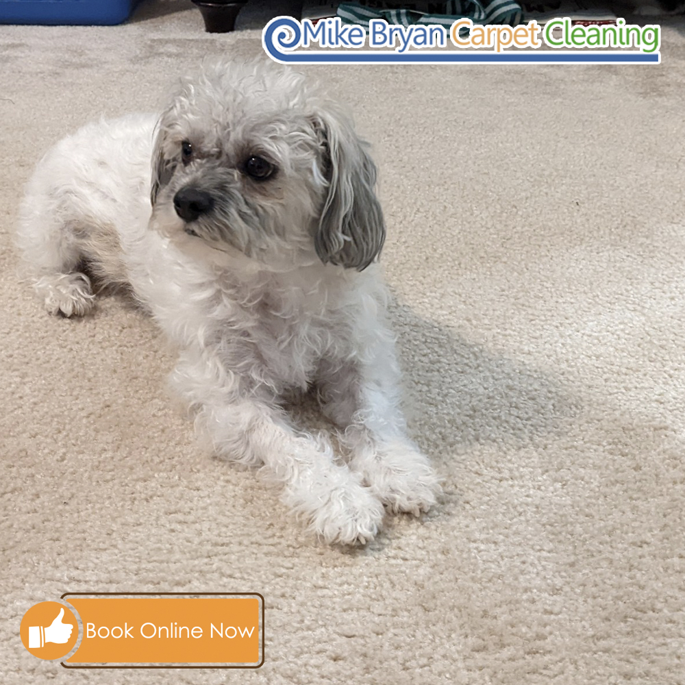 mikebryancarpet's tweet photo. Is your pet leaving stains and odors on your carpets? Call us today to get them removed.
Call today 864-242-2191 or visit https://t.co/yrPDAg42wO #mikebryan #greenvillesc #greersc #upstatesc https://t.co/tHwUmHHVVj