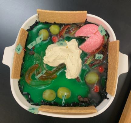 LoflinMS's tweet photo. So many parts to a cell it can be difficult to remember them all, or to even visualize what they look like. So Mrs. Williams created an edible plant cell for the students to get a memorable visual!! Great Job Mrs. Williams. #bebetterlms #TakeFlightJISD #plantcells #ediblescience https://t.co/RHgNfj71rD