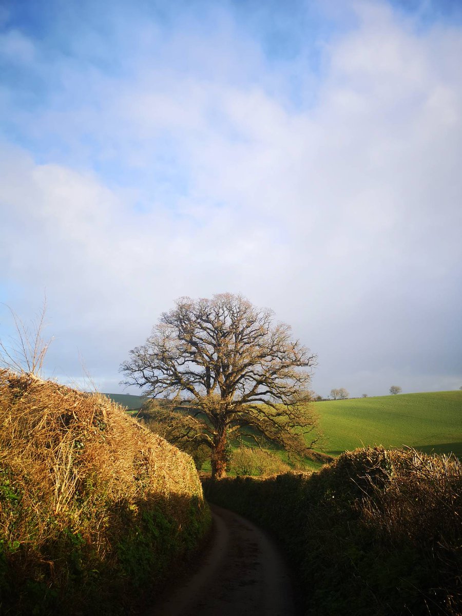 Dartmoor_Skins's tweet photo. Pretty special out in the lanes today
#thicktrunktuesday on a Wednesday.
#devonLanes #Devon #CountryLanes https://t.co/JlVC9cHo8S