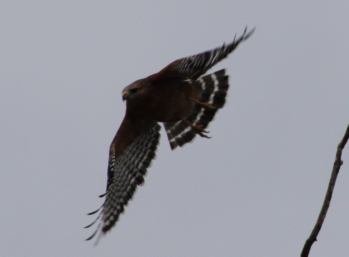Battlefoxx1's tweet photo. Red-shouldered Hawk takes flight, Coto de Caza #cotodecaza #birds #birding #birdwatching #birdlovers #hawks #raptors @peargrin @7StellarJays @davecathyo @joannecarey64 @LisaWollerWhit @ConnieMenefee @2white_jets https://t.co/3fOVA5OMGk