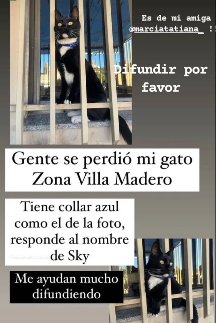 ArqueroSinManos's tweet photo. PERDIDO!🐱

Se perdió este gatito por Villa Madero. 
Tiene collar azul y responde al nombre de Sky.

RT para ayudar al reencuentro🙏🏼

Contacto: @TatianaMarcia https://t.co/ZhGG2YIuDE