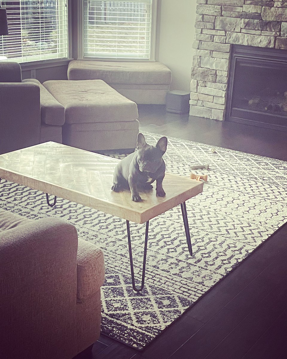 JMakalusky's tweet photo. BUSTED!!!!!πΆπΈ #frenchie #badfrenchie #itsabonesday https://t.co/xdrKVNcgcN