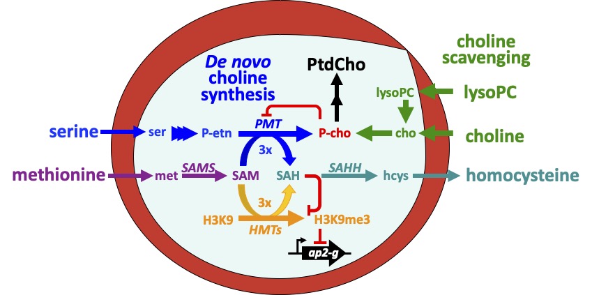 Björn F.C. Kafsack (@kafsacklab) on Twitter photo Our preprint on metabolic regulation of sexual commitment in malaria parasites is now available doi.org/10.1101/2022.0…. Great collaboration by <a href="/ChantalTHarris/">Chantal Harris, PhD</a> and others in my lab with <a href="/rheelab/">rheelab</a> @DeitschKirk <a href="/MariaMMota2/">Maria M. Mota</a>.
<a href="/WiParasitology/">Women In Parasitology</a> @BParasitology Our preprint on metabolic regulation of sexual commitment in malaria parasites is now available doi.org/10.1101/2022.0…. Great collaboration by <a href="/ChantalTHarris/">Chantal Harris, PhD</a> and others in my lab with <a href="/rheelab/">rheelab</a> @DeitschKirk <a href="/MariaMMota2/">Maria M. Mota</a>.
<a href="/WiParasitology/">Women In Parasitology</a> @BParasitology