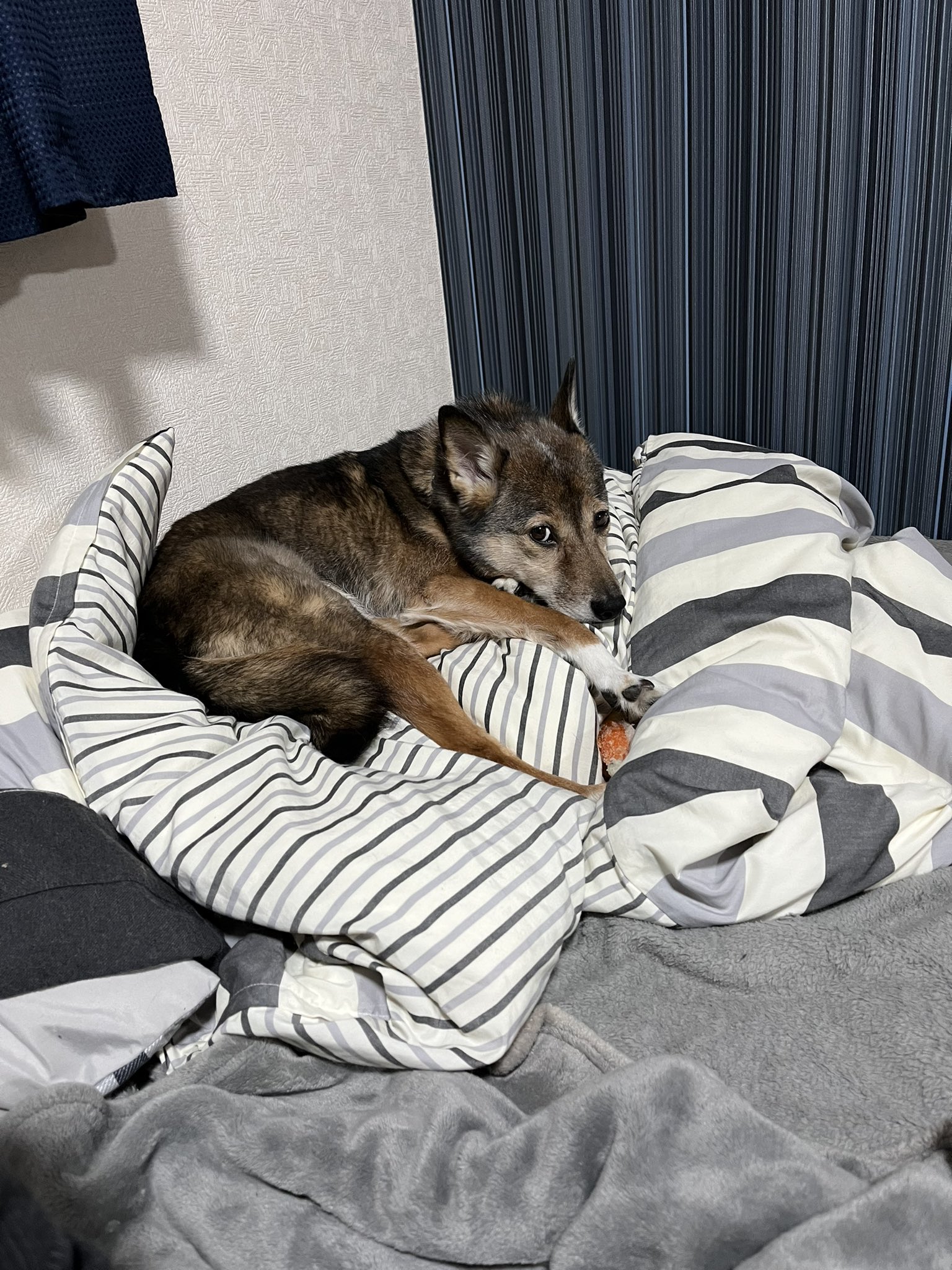 Follow 柴犬ガルク S Chachiemonlove Latest Tweets Twitter
