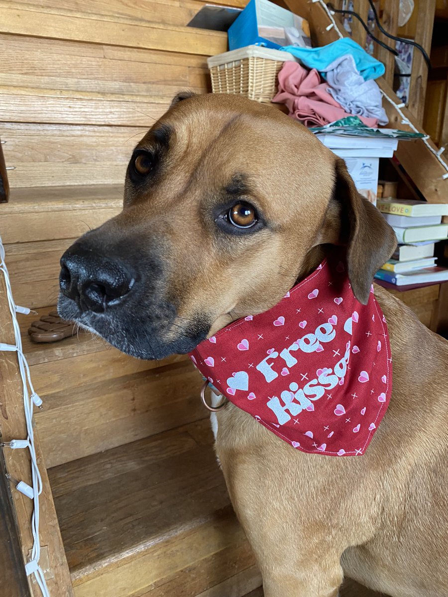 Handing out free kisses! Who wants one? #dogs #dogsoftwitter #Dog https://t.co/FRVV1rgmzd