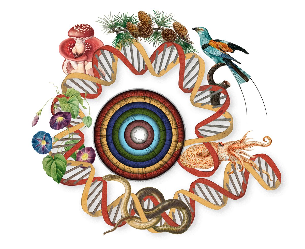 FloridaMuseum's tweet image. New Special Feature in @PNASNews on the #EarthBioGenomeProject, one of the most ambitious coordinated scientific efforts in the history of biology, which aims to sequence all known eukaryotic species, estimated at ~1.8 million.
Incl. our Pam &amp;amp; Doug Soltis:
bit.ly/PNASEBP