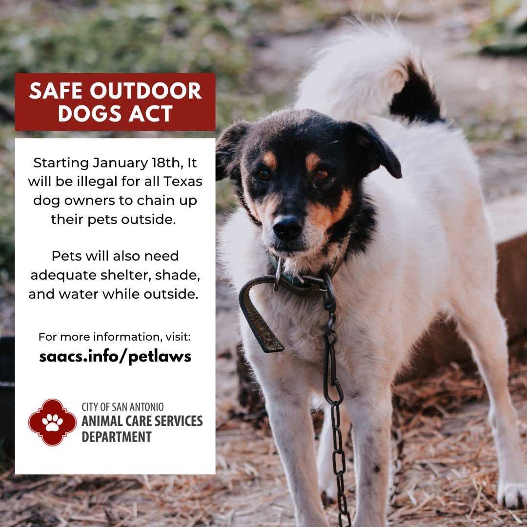 How Do You Clean A Dogs Chain