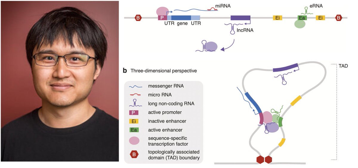 crp_tc's tweet photo. To begin this year, take a look at our next seminar:
"Noncoding alterations activate transcription of oncogenes in cancer" by Dr. Xiaoyan Zhang, Fudan University, January 25 at 4-5 pm Via Zoom. Check our newsletter and email for Zoom link info! #CancerResearchProgram #RIMUHC https://t.co/em9UxQeJ1a