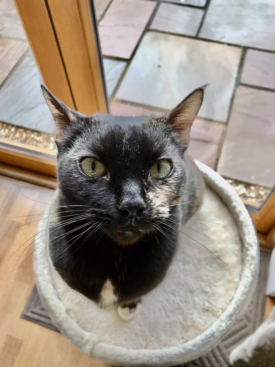 An insight into my life #CatsOfTwitter Staffs karaoke song is 🎵 Islands In The Stream 🎵 so she has asked me to wish a very Happy 7️⃣6️⃣th Birthday to the fabulous Dolly Parton 💕