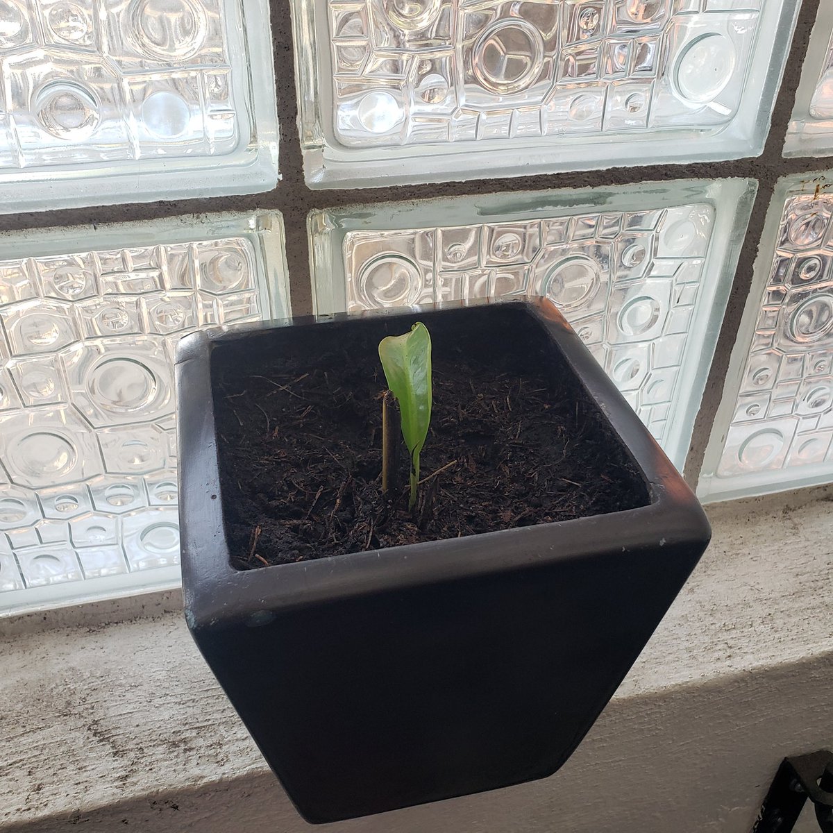 jcgarzep's tweet image. De nuevo mi vecina tiró a la basura una plantita cuna de moisés, y afortunadamente llegó #ecoman y la rescató, ahora a cuidarla para que se recupere...