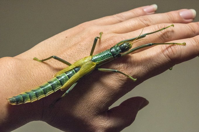 #語彙力を失った生き物
南の生き物編 