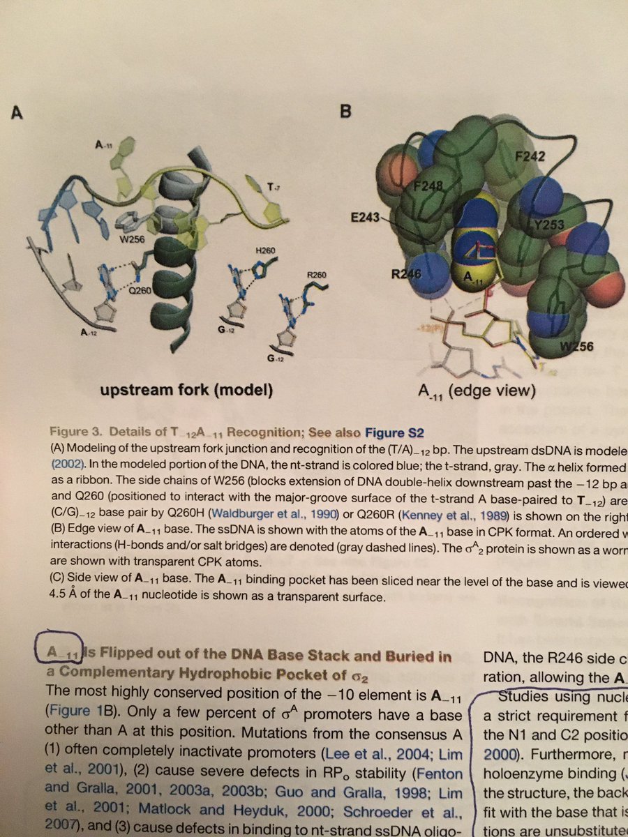 WallaceUcsf's tweet photo. Week 3 of #bioreg discussion - very nice paper Feklistov & Darst 2011 showing sigma factor flips bases out of the —10 sequence, pretty cool! https://t.co/ChLeUjnxKm