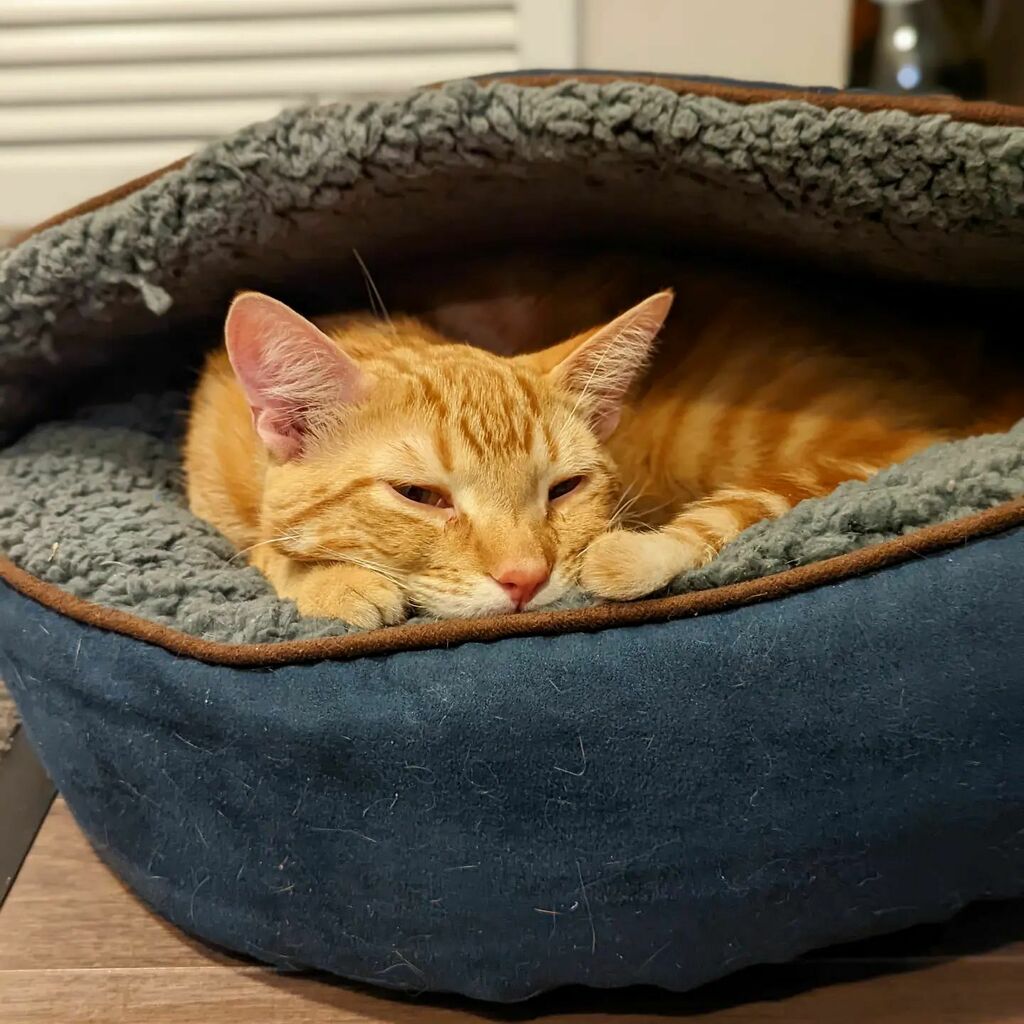 Is it time to get up already? 5 more minutes pleassssseeee 😴

#gingercat #cat #cats #gingercats #morning