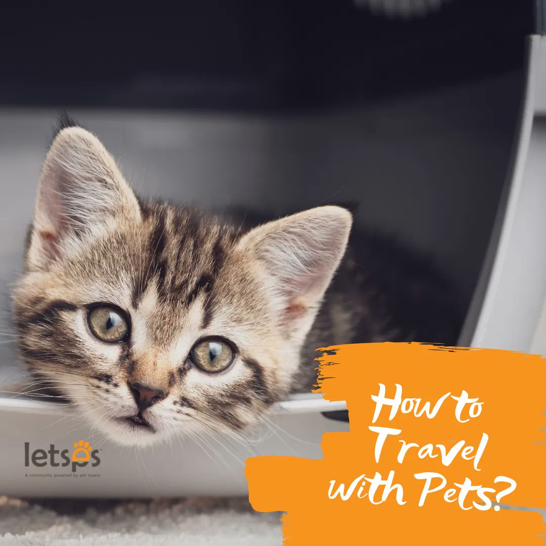 letsps_'s tweet image. Taking a trip with your pet can be an amazing experience. But it can also be stressful.⁣
⁣Before taking action we invite you to read our article to learn how to travel with pets.⁣
👉 buff.ly/33w8Ccg⁣
-⁣
-⁣
#letsps #letspstravel #topcitites #dogfriendly #pettravel