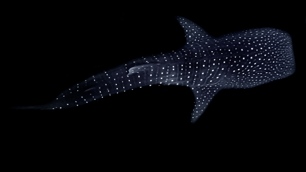 Sharks4Kids's tweet photo. Happy Whale Shark Wednesday!

📸: @hannahsrudd https://t.co/LJhlZqwkG8