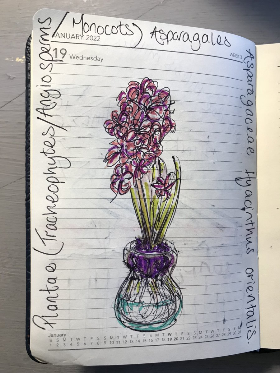 #artjournal #naturediary Hyacinths