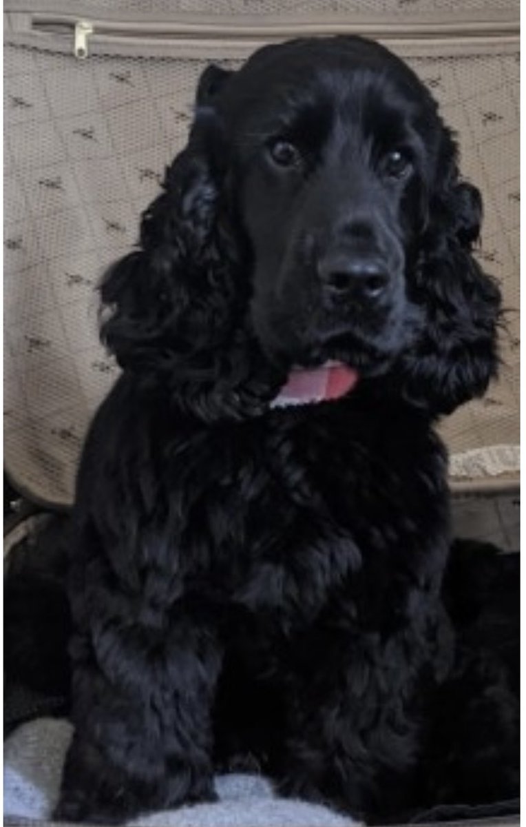 rosieDoc2's tweet photo. #SpanielHour
4 #Spaniels MISSING #Scotland
MURPHY 4/11/21 ELDERLY/ON WALK #G84 https://t.co/Yf7IOgRDU4
ALFIE 7/11/21 FROM GARDEN #FK8
https://t.co/uthNJFGTC3
HARDY 10/9/21 ELDERLY/DEAF/SENILE #IV36 https://t.co/bCQCnlUUjc
TRIGGER 12/7/21 STOLEN #PH21
https://t.co/2zEMdfQSqE https://t.co/1dGfKDtH9d