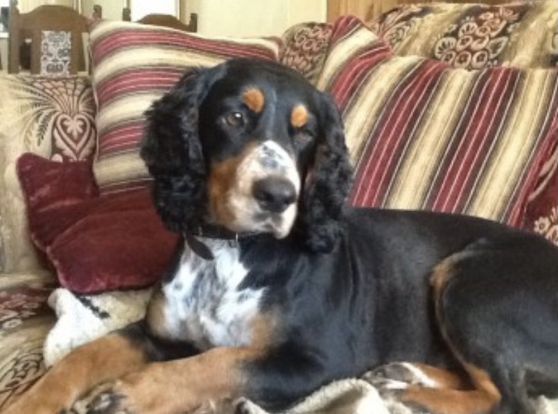 rosieDoc2's tweet photo. #SpanielHour
4 #Spaniels MISSING #Scotland
MURPHY 4/11/21 ELDERLY/ON WALK #G84 https://t.co/Yf7IOgRDU4
ALFIE 7/11/21 FROM GARDEN #FK8
https://t.co/uthNJFGTC3
HARDY 10/9/21 ELDERLY/DEAF/SENILE #IV36 https://t.co/bCQCnlUUjc
TRIGGER 12/7/21 STOLEN #PH21
https://t.co/2zEMdfQSqE https://t.co/1dGfKDtH9d