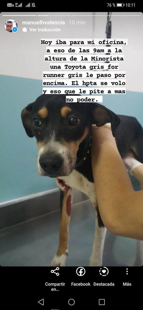 Takumi_ma's tweet photo. Hoy un miserable le paso por encima a un perrito en Medellín a la altura de la Minorista 9am. El tipo ni freno se lo llevo puesto, pensé que la habia matado.

Lo recogí y esta bien para tan absurdo golpe.

Ojala te pudras en el infierno miserable. Era una Toyota For runner gris. https://t.co/ZZ77mxlMPH
