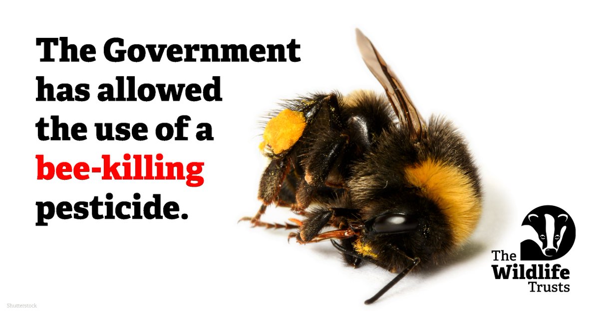 Why has the Gov authorised the use of bee-killing pesticides, when we’re supposed to be fighting the climate and nature crisis? <a href="/DefraGovUK/">Defra UK</a> &amp; <a href="/VictoriaPrentis/">Victoria Prentis</a> listen to the experts &amp; reverse this terrible decision #NoToNeonics❌🐝☠️  wtru.st/save-bees (1/2)