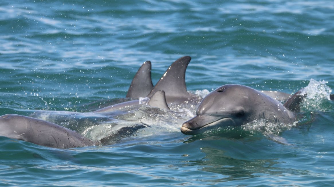 AnimBehSociety's tweet photo. Join us on Monday Jan 24 for an #ABStakeover by Taylor Evans, @Tcamille22! Follow along to hear about her work on bottlenose #dolphin behavior, social #personality, &amp; #ecology https://t.co/VGsUFBPJwE