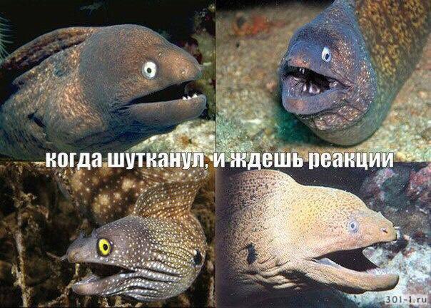 Что такое сравнение, сравнительные союзы. Рыба ждет реакции на шутку. Угорь рассказал шутку. Сравнительные союзы. Живи так будто это твой последний день.