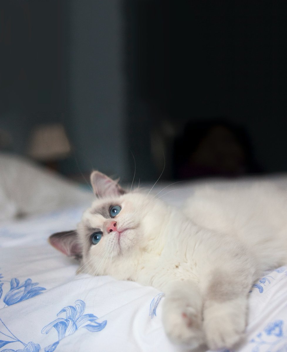 first_cats's tweet photo. #catlover #cats #catmy #love #lifestyle #canada🇨🇦 #usa🇺🇸 #usa #fashion #germany #sky #style #live #cat #cats #catsofinstagram #instacat #catstagram #catlover #catoftheday #catsagram #catlovers #catlife #kitty #kittylove #pets #petlover #catworld #catphoto #topcatphoto #toptags https://t.co/GnbnCYVW3O