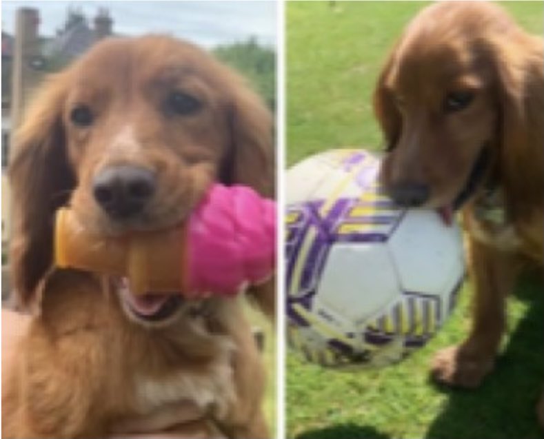 rosieDoc2's tweet photo. #SpanielHour 

4 #Spaniels MISSING #SouthEast 

MERLIN 27/12/21 FROM HOUSE #PO18 https://t.co/kefdyox211
HAMISH 19/3/19 #B2100 REWARD #TN6 https://t.co/mQNHli6ppq
LADY 17/10/21 Missing #RM16 https://t.co/ELiBz1c7L7
FLO 10/10/21 ON WALK #BN18 
https://t.co/UJorNeamyI https://t.co/OI3eBkvme4