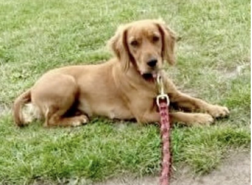 rosieDoc2's tweet photo. #SpanielHour 

4 #Spaniels MISSING #SouthEast 

MERLIN 27/12/21 FROM HOUSE #PO18 https://t.co/kefdyox211
HAMISH 19/3/19 #B2100 REWARD #TN6 https://t.co/mQNHli6ppq
LADY 17/10/21 Missing #RM16 https://t.co/ELiBz1c7L7
FLO 10/10/21 ON WALK #BN18 
https://t.co/UJorNeamyI https://t.co/OI3eBkvme4