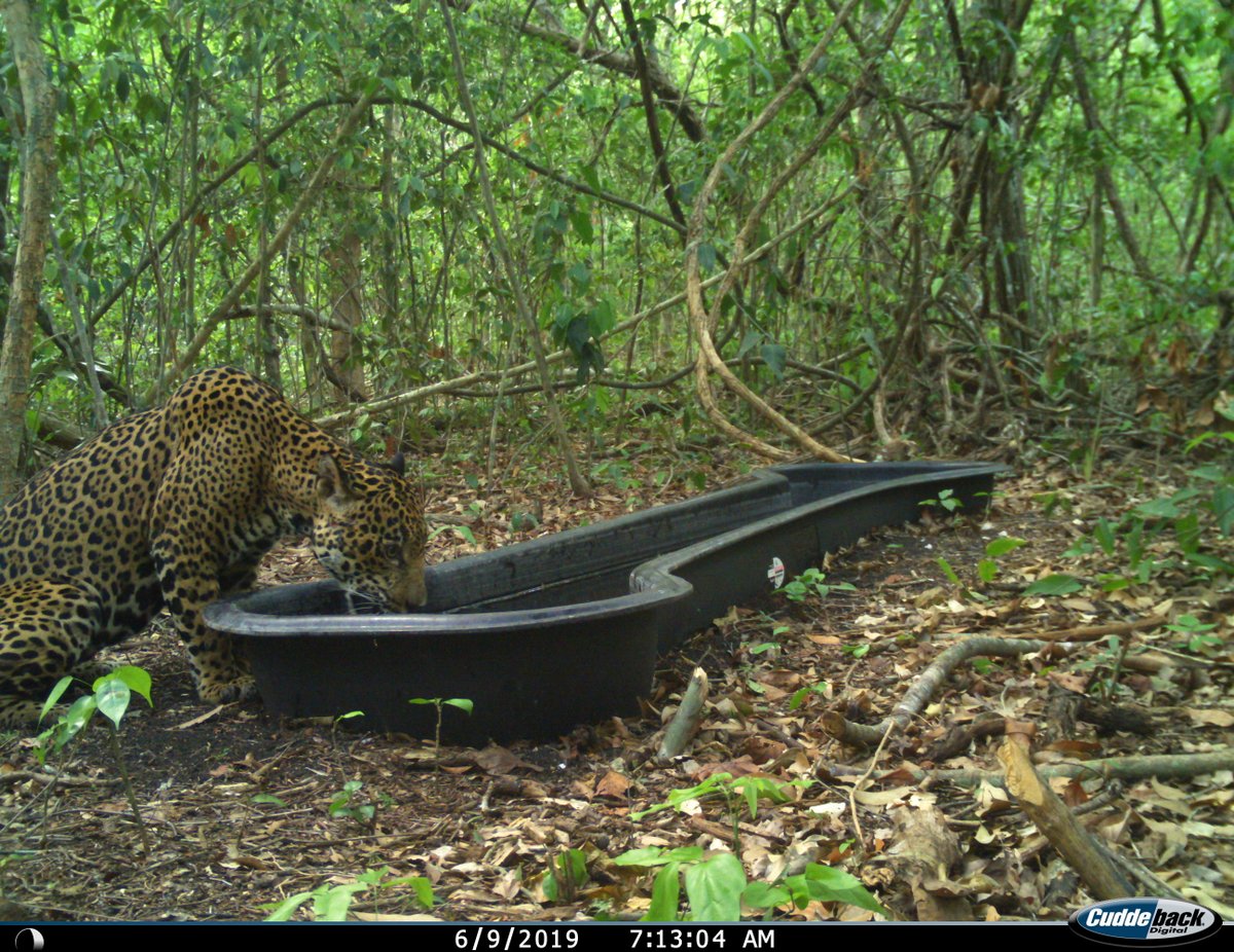 WWF_LAC's tweet photo. Un jaguar 🐆 bebiendo agua de un bebedero artificial en la Selva Maya. #FotoDelDía 
Más de 40 estaciones de agua fueron instaladas por WWF y sus socios locales en la Selva Maya para garantizar que la vida silvestre tenga acceso a este recurso. ¿Por qué? Lee el hilo 🧵 https://t.co/mzjnShb6hZ