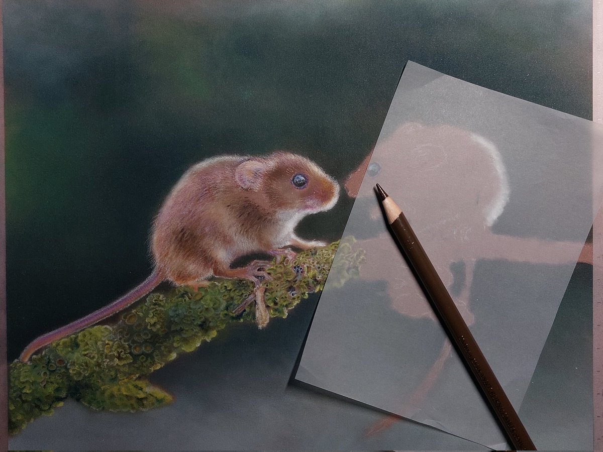 I couldn't help myself. I just HAD to start a few layers on the mouse. Still a lot of branch to go. But the animals, that's where the most fun is...😊(ref by Dave Newman) #workinprogress #art #drawing #animalart #pastel #pastelart #pastelpencil #colorpencil #realism #harvestmice