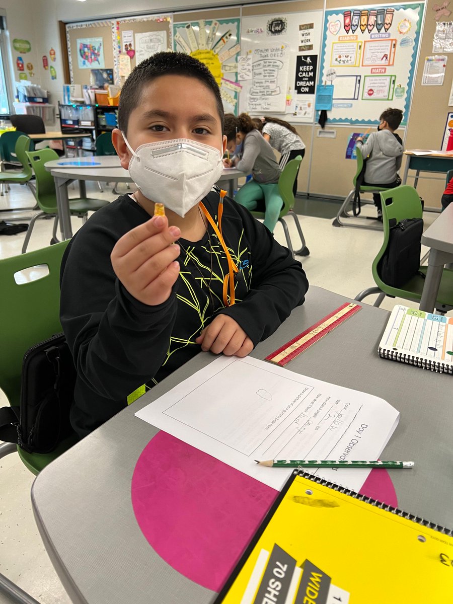dist126_hg's tweet photo. Ms. Kasprzak's third grade Gummy Bear Lab! We followed the scientific method by predicting what would happen to our gummy bear if it stays in water overnight. #weare126 #hg_126 #hornetstrong @dist126_hg @dist126 https://t.co/lyt39Vndnf