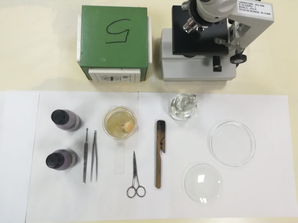 IES_M_Falla's tweet photo. Ayer, en la clase de #BioGeo, el alumnado de #4esoD intentamos cazar alguna célula en #mitosis aunque por dificultades técnicas con el calentamiento de la #orceína 🔥 no hemos podido ver la #divisióncelular en todo su apogeo. @IES_M_Falla 💪🏽💪🏽 https://t.co/8DPBpoDIk0
