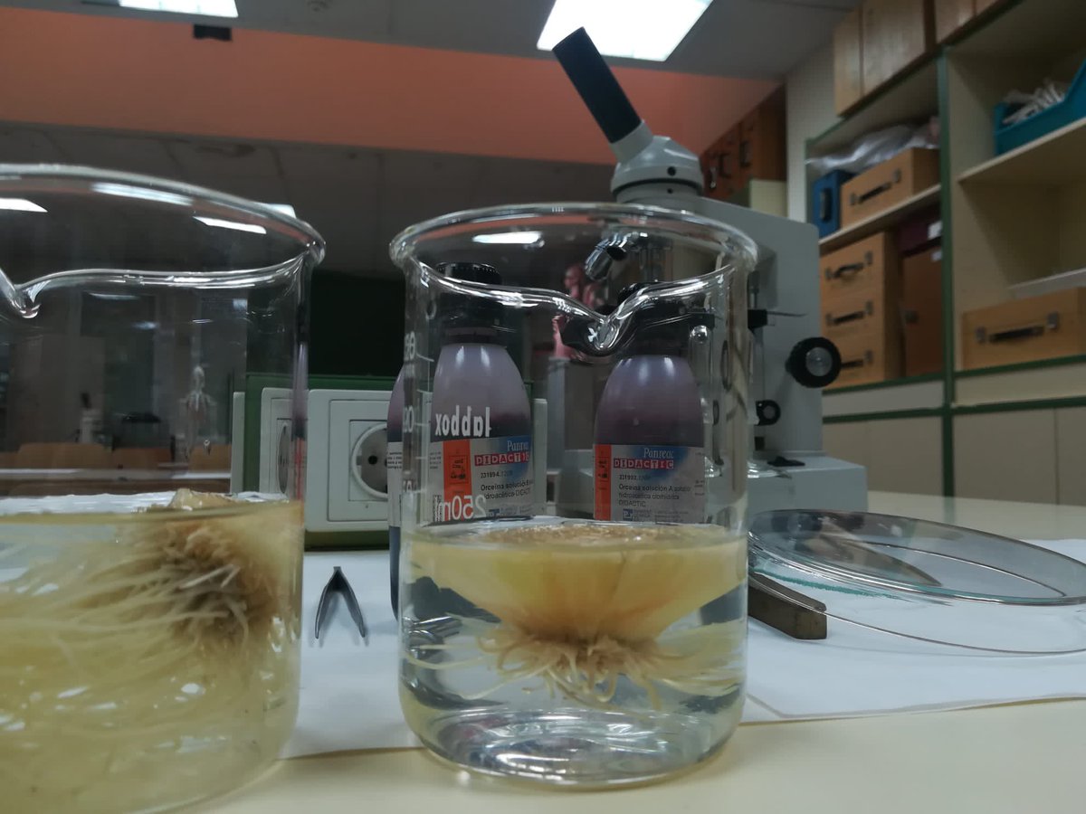 IES_M_Falla's tweet photo. Ayer, en la clase de #BioGeo, el alumnado de #4esoD intentamos cazar alguna célula en #mitosis aunque por dificultades técnicas con el calentamiento de la #orceína 🔥 no hemos podido ver la #divisióncelular en todo su apogeo. @IES_M_Falla 💪🏽💪🏽 https://t.co/8DPBpoDIk0