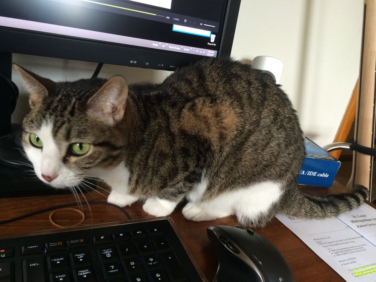 In today's Daily Boo, sometimes I like to help. #CatsOfTwitter #TinyTiger #OfficeCat