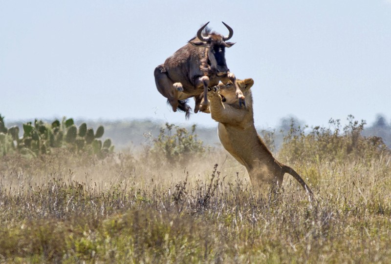 BigTimeSafaris's tweet photo. https://t.co/QCsWvjitZr
Contact: bigtimesafarisltd@gmail.com
#lakenaivasha #hellsgatenationalpark #lakenakurunationalpark #lakebaringo #lakebogoria #treetops #samburunationalreserve #karibu #karibukenya #tembeakenya #kenyasafaris #combinedkenyatanzaniasafaris #bigtimesafarisltd https://t.co/TMgQOHsaFN