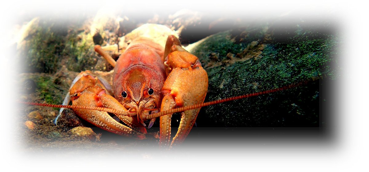What happens to native symbionts when non-native hosts invade? Here is a link to our story about the "Dilution Effect" in a cleaning symbiosis
onlinelibrary.wiley.com/doi/10.1002/rr…