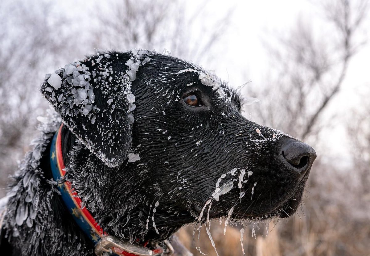 Gunner_Kennels's tweet photo. Here's to hunting buddies that keep the stoke even when the mercury drops.
-37º didn't phase Rooster.
Photo: Cedar Oak Kennels | https://t.co/ElpDNYMWQ3
#GunnerDogs https://t.co/p9btDg5Wr4