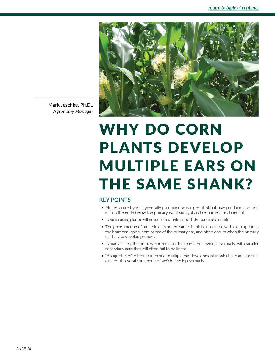 markjeschke's tweet photo. Why do corn plants sometimes develop multiple ears on the same shank? We saw a lot of this across the Corn Belt in 2021 and there are a few different factors that can contribute to it. (Page 14) https://t.co/sjksjS27H6 https://t.co/kT92PaIQiR