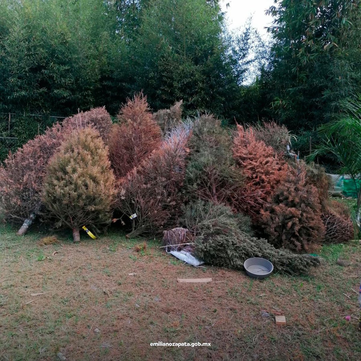 gobezapata's tweet photo. ¡No abandones tu árbol, recíclalo! 🌲

♻️ Recuerda que la campaña permanecerá hasta el día 11 de febrero.

Leer publicación completada aquí:
https://t.co/USboZ7DCfP https://t.co/GrQ0fLfg2a