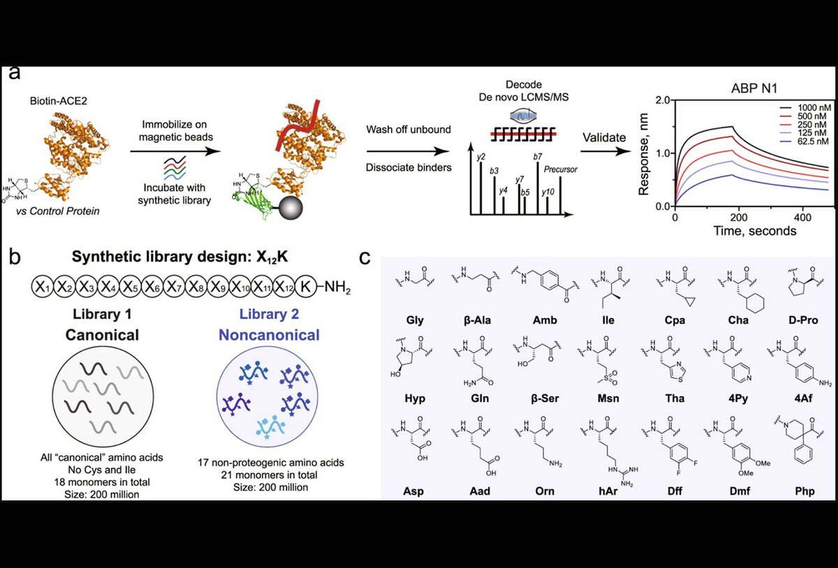 MIT Chemistry (@chemistrymit) on Twitter photo New paper by <a href="/PenteluteLab/">PenteluteLab</a> today in <a href="/CommsChem/">Communications Chemistry</a> on Rapid de novo discovery of peptidomimetic affinity reagents for human angiotensin converting enzyme 2. Read more here: chemistry.mit.edu/chemistry-news… New paper by <a href="/PenteluteLab/">PenteluteLab</a> today in <a href="/CommsChem/">Communications Chemistry</a> on Rapid de novo discovery of peptidomimetic affinity reagents for human angiotensin converting enzyme 2. Read more here: chemistry.mit.edu/chemistry-news…