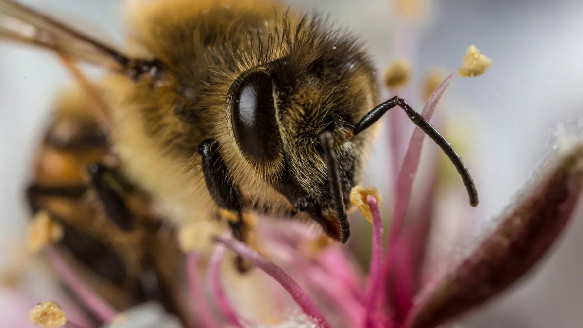 26/05/2021 > Les abeilles mellifères accumulent les microplastiques présents dans l'air bit.ly/33dMmUO via <a href="/NatGeoFR/">National Geographic FR</a> #LaMethSci