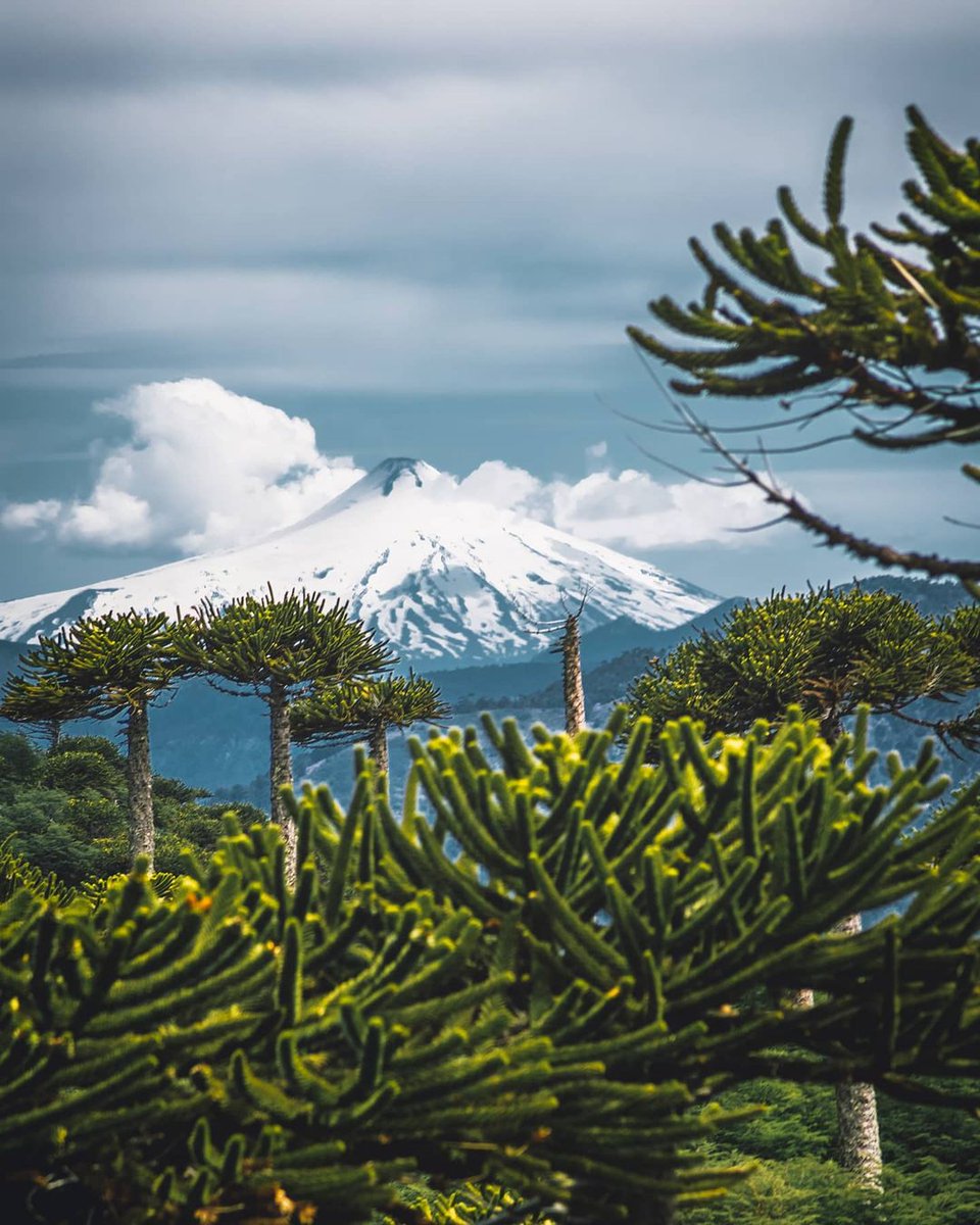 TurismoEnChile's tweet photo. El Volcán Villarrica adornado de Araucarias, Mirador Sierra Nevada en el Parque Nacional Conguillio. Maravillas de nuestro CHILE 🦋🌴🇨🇱

Foto de @_xpar_ https://t.co/VJtkeBgLc9