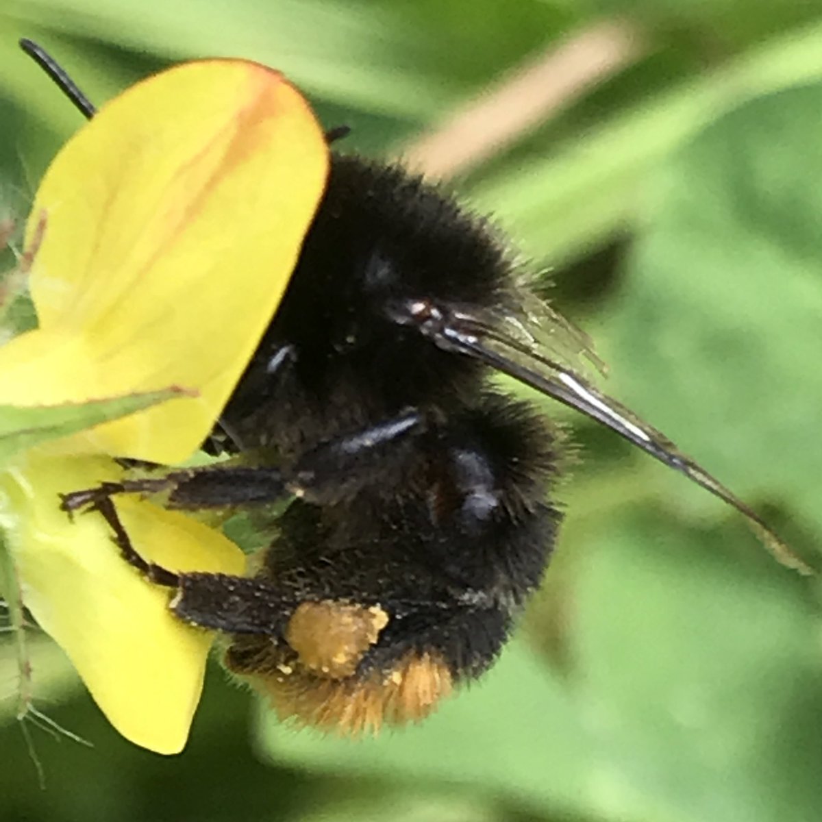 the_beeguy's tweet image. #theBeeAt3

Basic bee facts every day at 3pm.

No. 58. 

Relatively hardy &amp;amp; capable of vibrating their bodies to create heat, bumblebees are able to forage in cooler temperatures than honey bees.
They can begin foraging earlier in the day &amp;amp; continue later into the evening.
#bees