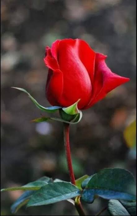 moskh445's tweet photo. مسکا😊😊 
هغه غوره سينګار دی💯 
چې د هر ډول مخ سره ښه ښکاري!😃
نو ھمیشہ کوشش وکړی چی  مسکاہ وکړی 🙂🙂🙂 https://t.co/30V39kywWl